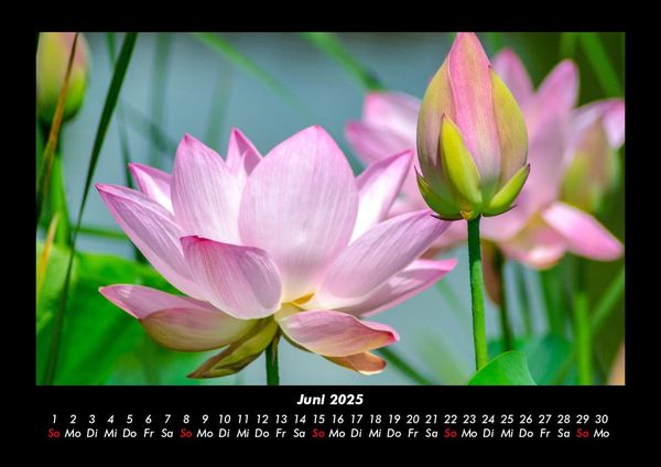 Produktbild: Blumentr&auml;ume 2025 Fotokalender DIN A3