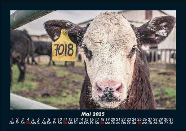 Produktbild: Kuhkalender 2025 Fotokalender DIN A5
