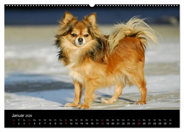 Produktbild: Chihuahua - Kleine Hunde ganz gro&szlig; (hochwertiger Premium Wandkalender 2026 DIN A2 quer), Kunstdruck in Hochglanz