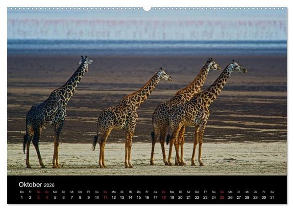 Produktbild: GIRAFFEN - Liebliche Riesen der afrikanischen Savanne (Wandkalender 2026 DIN A2 quer), CALVENDO Monatskalender