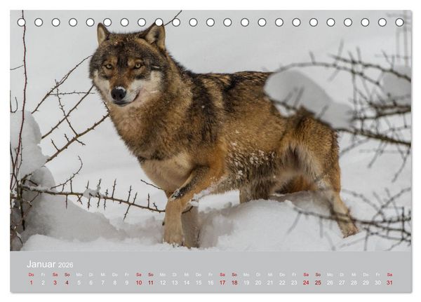 Produktbild: unter W&ouml;lfen (Tischkalender 2026 DIN A5 quer), CALVENDO Monatskalender