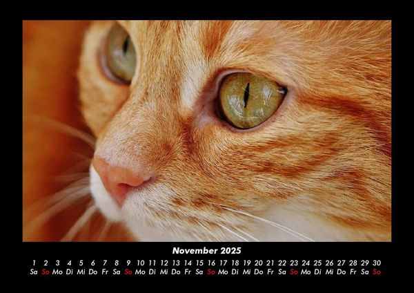 Produktbild: Für Katzenfreunde 2025 Fotokalender DIN A3