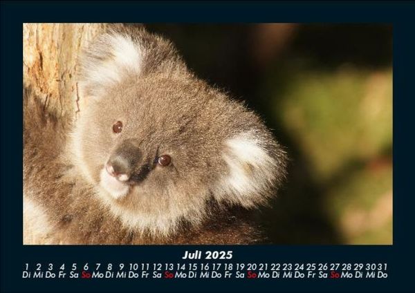 Produktbild: Koala 2025 Fotokalender DIN A5