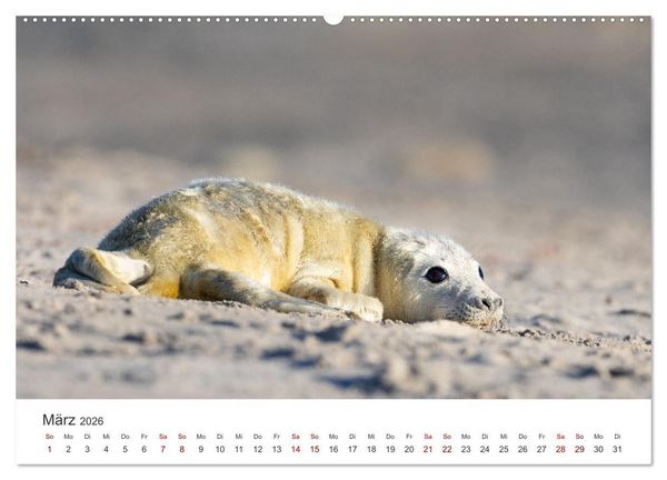 Produktbild: Junge Kegelrobben (hochwertiger Premium Wandkalender 2026 DIN A2 quer), Kunstdruck in Hochglanz
