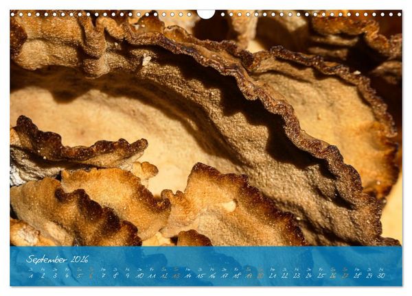 Produktbild: Natur abstrakt Farben und Strukturen (Wandkalender 2026 DIN A3 quer), CALVENDO Monatskalender