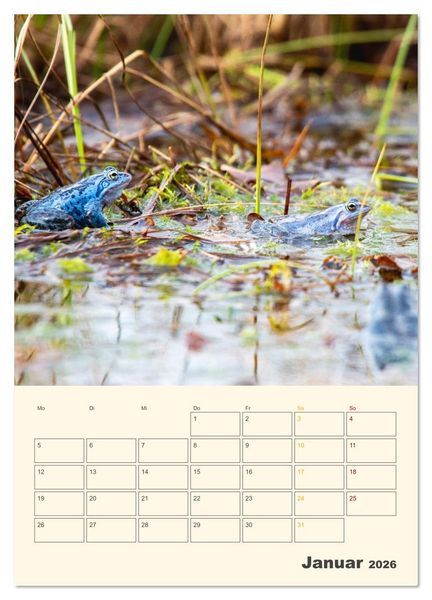 Produktbild: Moorfrosch Geheimnisse &ndash; Farben, Flirts & Froschkonzerte - Tanja Riedel (Wandkalender 2026 DIN A4 hoch), CALVENDO Monatskalender