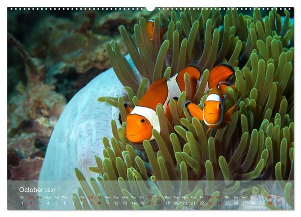 Produktbild: Anemonefish - always busy - always on the move (Wall Calendar 2027 DIN A2 landscape), CALVENDO 12 Month Wall Calendar