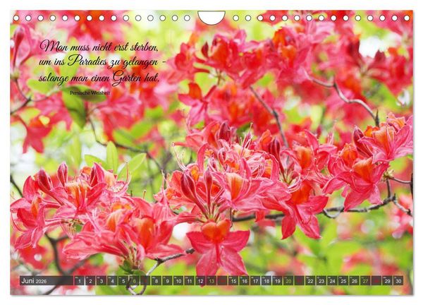 Produktbild: Rhododendren und Poesie (Wandkalender 2026 DIN A4 quer), CALVENDO Monatskalender