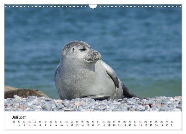 Produktbild: Das Leben der Robben (Wandkalender 2027 DIN A3 quer), CALVENDO Monatskalender