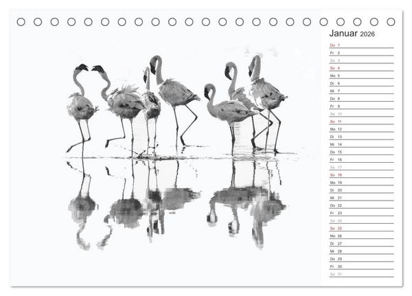 Produktbild: Flamingo Impressionen 2026 (Tischkalender 2026 DIN A5 quer), CALVENDO Monatskalender