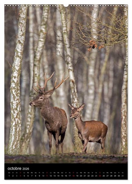 Produktbild: LE CERF EN FRANCE (Calendrier mural 2026 DIN A2 horizontal) calendrier de bureau