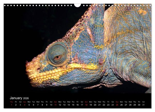 Produktbild: Chameleons Monsters of the African Bush (Wall Calendar 2026 DIN A3 landscape), CALVENDO 12 Month Wall Calendar
