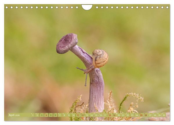 Produktbild: Wundersame Pilzwelten (Wandkalender 2026 DIN A4 quer), CALVENDO Monatskalender