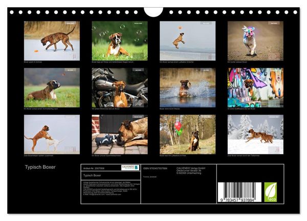 Produktbild: Typisch Boxer (Wandkalender 2026 DIN A4 quer), CALVENDO Monatskalender