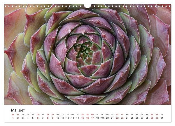 Produktbild: Sukkulenten Galerie (Wandkalender 2027 DIN A3 quer), CALVENDO Monatskalender