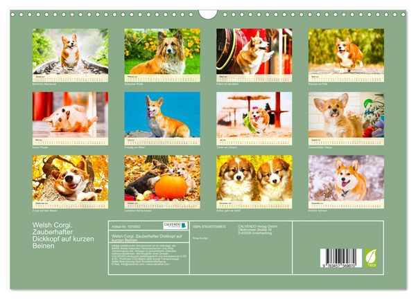 Produktbild: Welsh Corgi. Zauberhafter Dickkopf auf kurzen Beinen (Wandkalender 2026 DIN A3 quer), CALVENDO Monatskalender