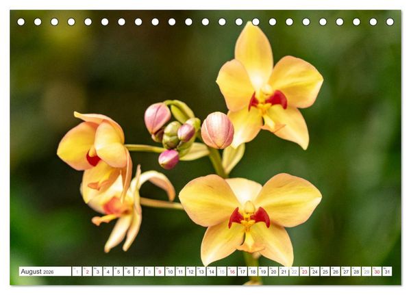 Produktbild: Orchidaceae - Orchideen (Tischkalender 2026 DIN A5 quer), CALVENDO Monatskalender