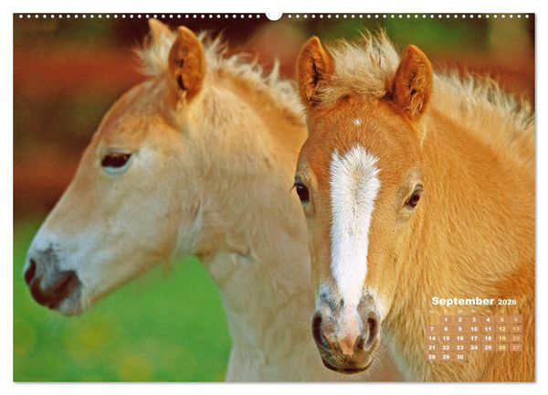 Produktbild: Haflinger: Die blonden Pferde von der Alm (Wandkalender 2026 DIN A2 quer), CALVENDO Monatskalender