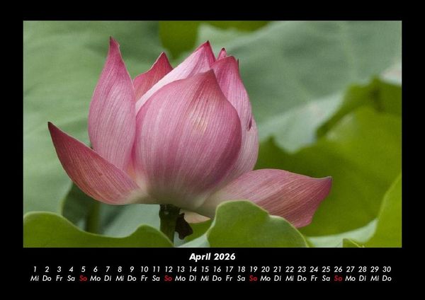 Produktbild: Blumentr&auml;ume 2026 Fotokalender DIN A3