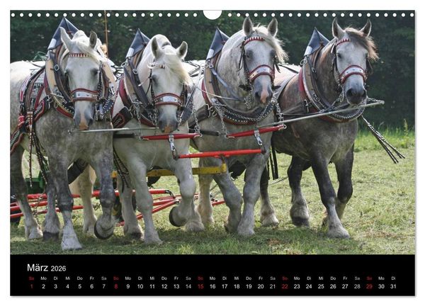 Produktbild: Starke Pferde bei der Arbeit (Wandkalender 2026 DIN A3 quer), CALVENDO Monatskalender