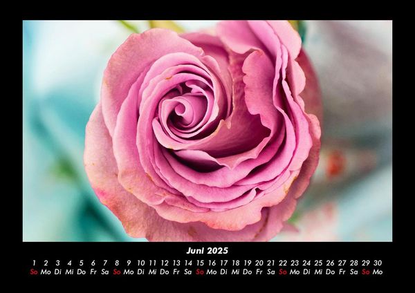 Produktbild: Rosen-Kalender 2025 Fotokalender DIN A3