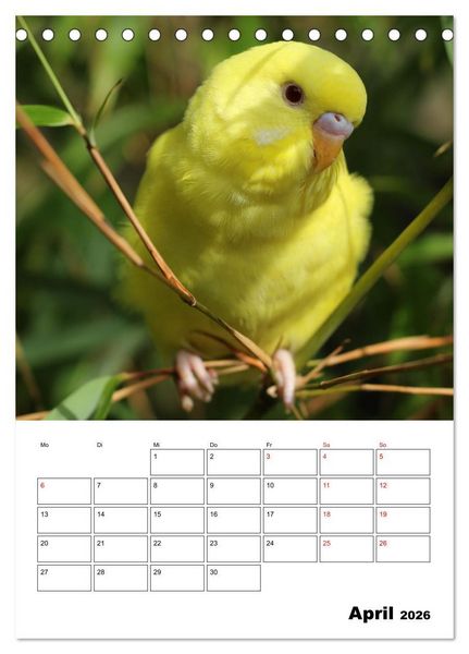 Produktbild: Wellensittichkalender Jubil&auml;umsedition - 10 Jahre Wellensittichkalender! (Tischkalender 2026 DIN A5 hoch), CALVENDO Monatskalender