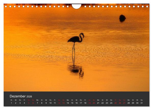 Produktbild: Pretty Flamingo (Wandkalender 2026 DIN A4 quer), CALVENDO Monatskalender