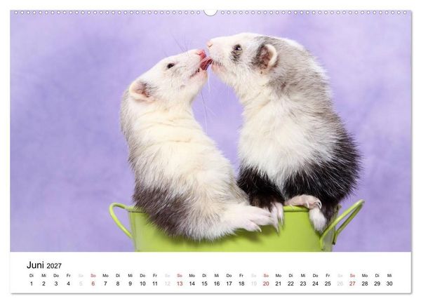 Produktbild: Frettchen - Ferrets (hochwertiger Premium Wandkalender 2027 DIN A2 quer), Kunstdruck in Hochglanz