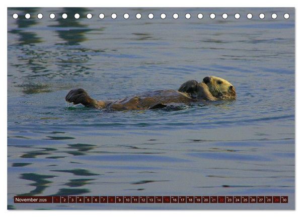 Produktbild: Otter. Frech, laut und clever (Tischkalender 2026 DIN A5 quer), CALVENDO Monatskalender