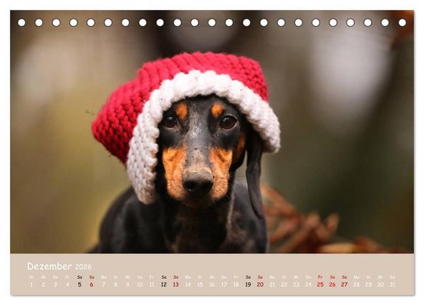 Produktbild: Dackel - lustige Gesellen auf kurzen Beinchen (Tischkalender 2026 DIN A5 quer), CALVENDO Monatskalender