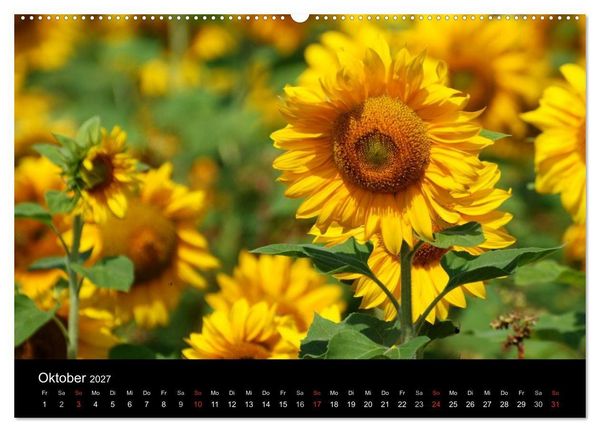 Produktbild: Sonnenblumen (hochwertiger Premium Wandkalender 2027 DIN A2 quer), Kunstdruck in Hochglanz