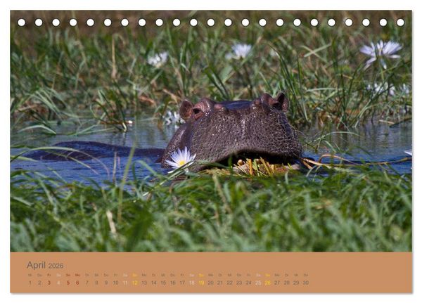 Produktbild: Afrika Impressionen. NAMIBIA - S&Uuml;DAFRIKA - BOTSWANA (Tischkalender 2026 DIN A5 quer), CALVENDO Monatskalender