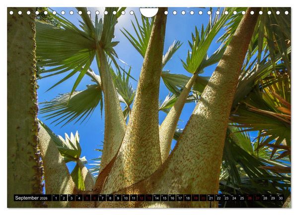 Produktbild: Botanischer Garten Palermo (Wandkalender 2026 DIN A4 quer), CALVENDO Monatskalender