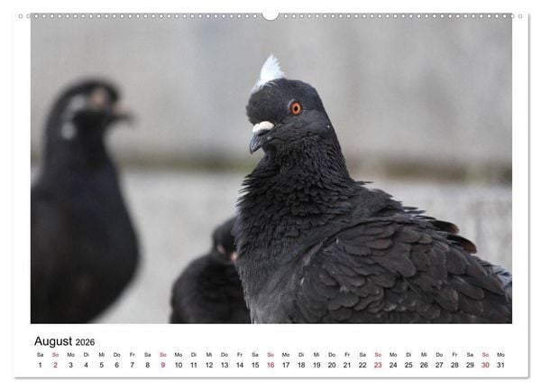 Produktbild: Geliebte Tauben (hochwertiger Premium Wandkalender 2026 DIN A2 quer), Kunstdruck in Hochglanz