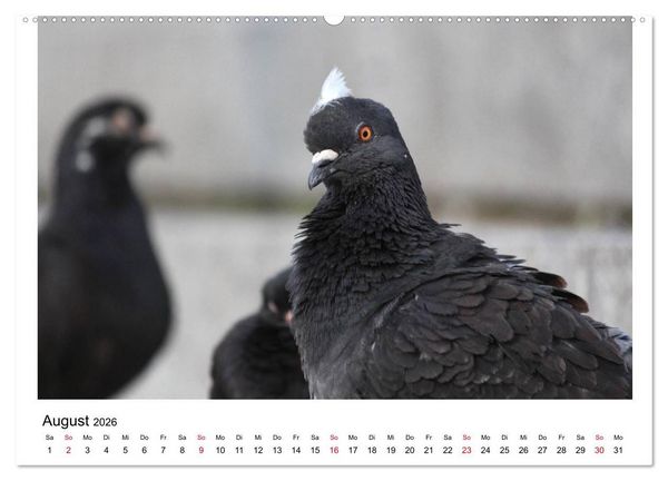 Produktbild: Geliebte Tauben (Wandkalender 2026 DIN A2 quer), CALVENDO Monatskalender