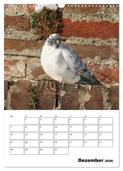Produktbild: Tauben Terminplaner (Wandkalender 2026 DIN A3 hoch), CALVENDO Monatskalender