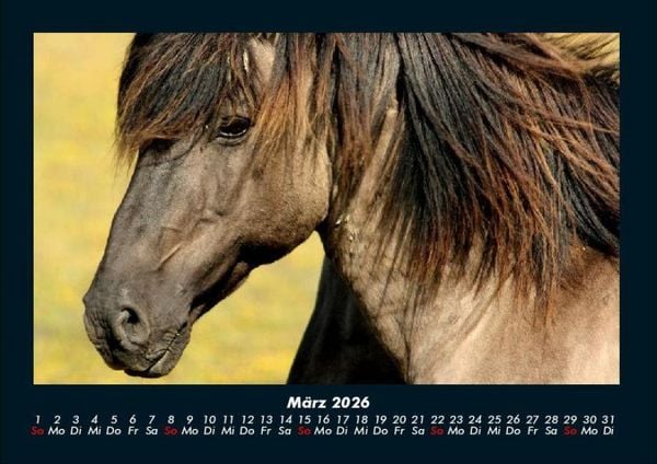 Produktbild: Die Welt der Pferde 2026 Fotokalender DIN A4