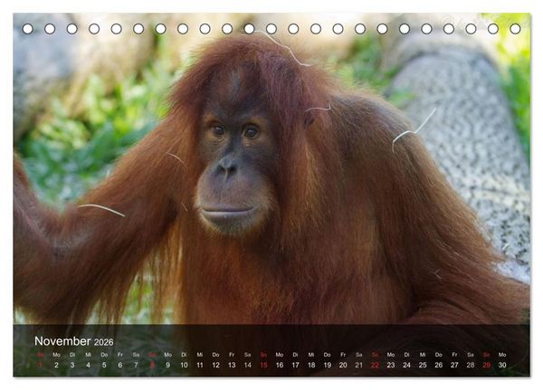 Produktbild: Menschenaffen. Gorillas, Schimpansen, Orang-Utans (Tischkalender 2026 DIN A5 quer), CALVENDO Monatskalender