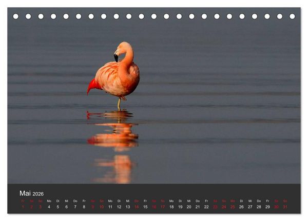 Produktbild: Pretty Flamingo (Tischkalender 2026 DIN A5 quer), CALVENDO Monatskalender