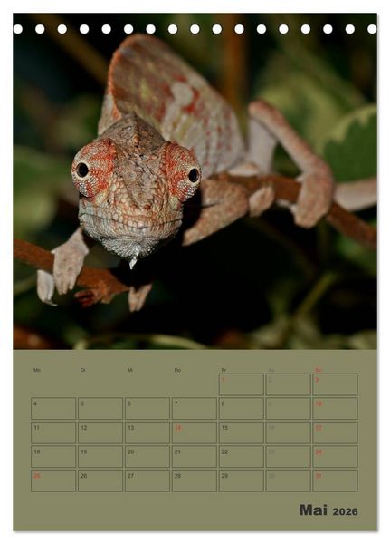 Produktbild: Minidrachen - Die kleinen Nachkommen der Urzeitmonster (Tischkalender 2026 DIN A5 hoch), CALVENDO Monatskalender