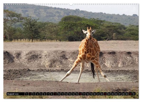 Produktbild: Afrikas Perle Uganda (Wandkalender 2026 DIN A2 quer), CALVENDO Monatskalender