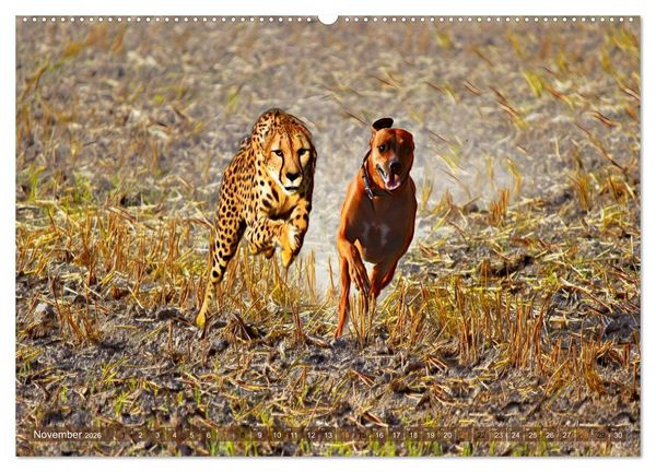 Produktbild: Rhodesian Ridgeback der Hund mit dem Tropfen L&ouml;wenblut (Wandkalender 2026 DIN A2 quer), CALVENDO Monatskalender
