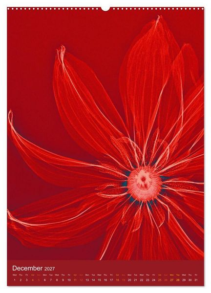 Produktbild: Blossoms between light and colour (Wall Calendar 2027 DIN A2 portrait), CALVENDO 12 Month Wall Calendar
