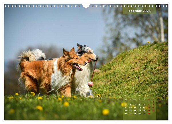 Produktbild: Collies? Was sonst! (Wandkalender 2026 DIN A3 quer), CALVENDO Monatskalender