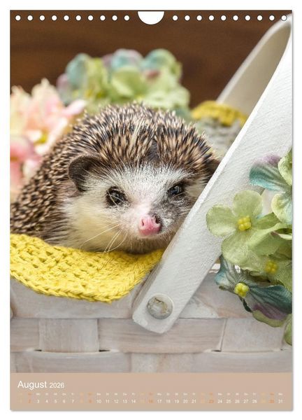Produktbild: Gilbert der Igel (Wandkalender 2026 DIN A4 hoch), CALVENDO Monatskalender