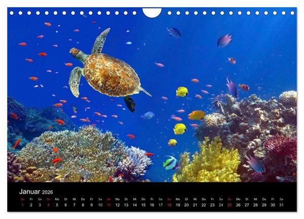 Produktbild: Tr&auml;ume unter Wasser (Wandkalender 2026 DIN A4 quer), CALVENDO Monatskalender