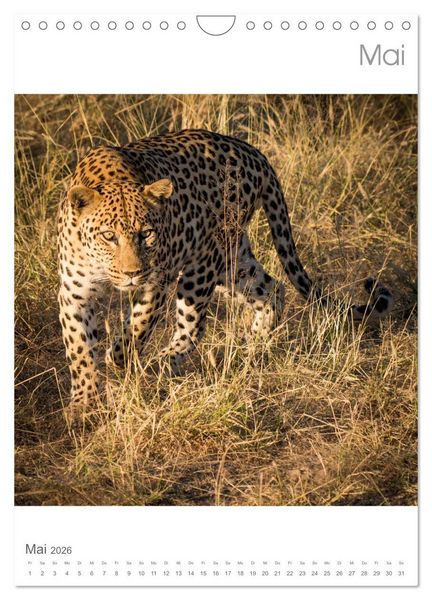Produktbild: BIG CATS - Namibias Raubkatzen (Wandkalender 2026 DIN A4 hoch), CALVENDO Monatskalender