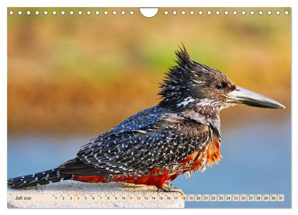 Produktbild: Afrikas Vogelwelt 2026 (Wandkalender 2026 DIN A4 quer), CALVENDO Monatskalender
