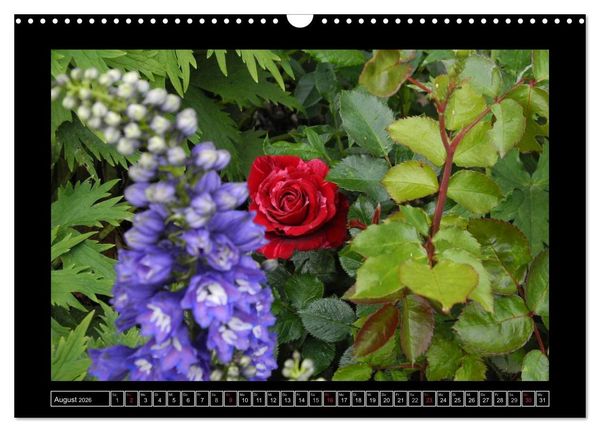 Produktbild: Im Duft der Rosen (Wandkalender 2026 DIN A3 quer), CALVENDO Monatskalender