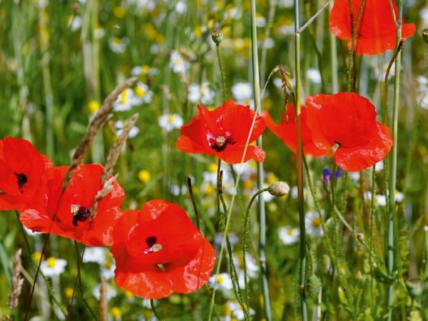 Produktbild: CALVENDO Puzzle Mohnblumen am Feldrand | 1000 Teile Lege-Gr&ouml;&szlig;e 64x48cm Foto-Puzzle f&uuml;r gl&uuml;ckliche Stunden